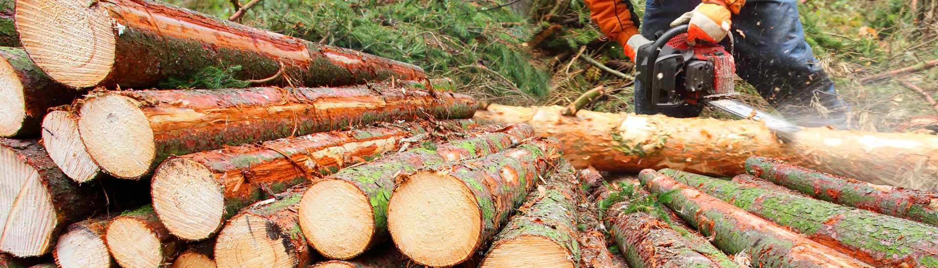 Lumberjack Cutting Wood Logs