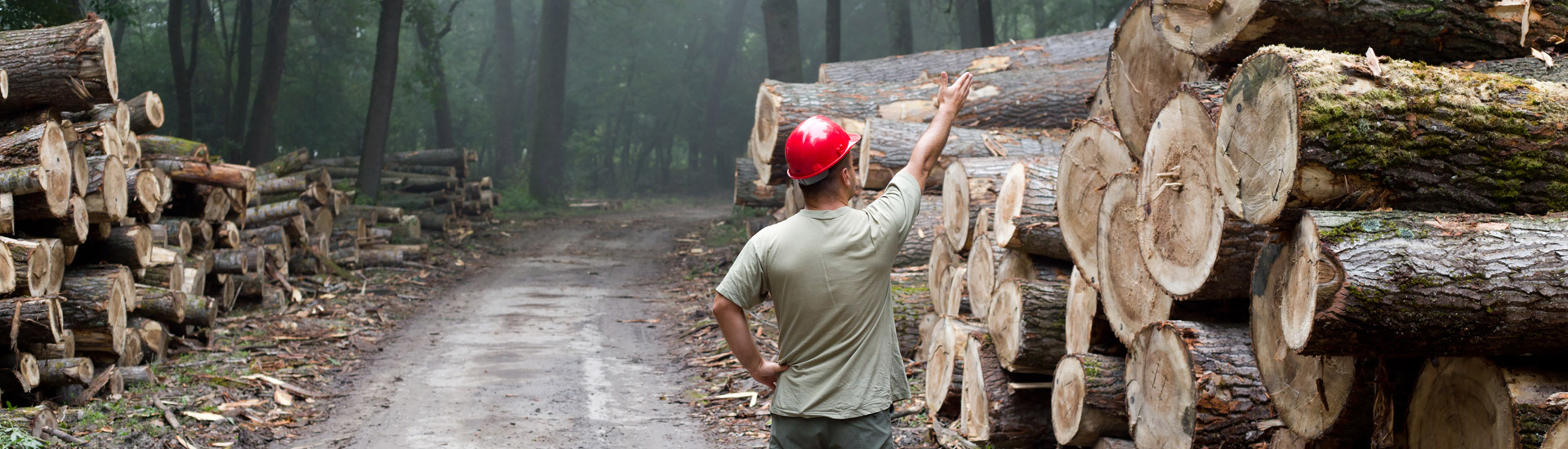 Man In A Lumberyard